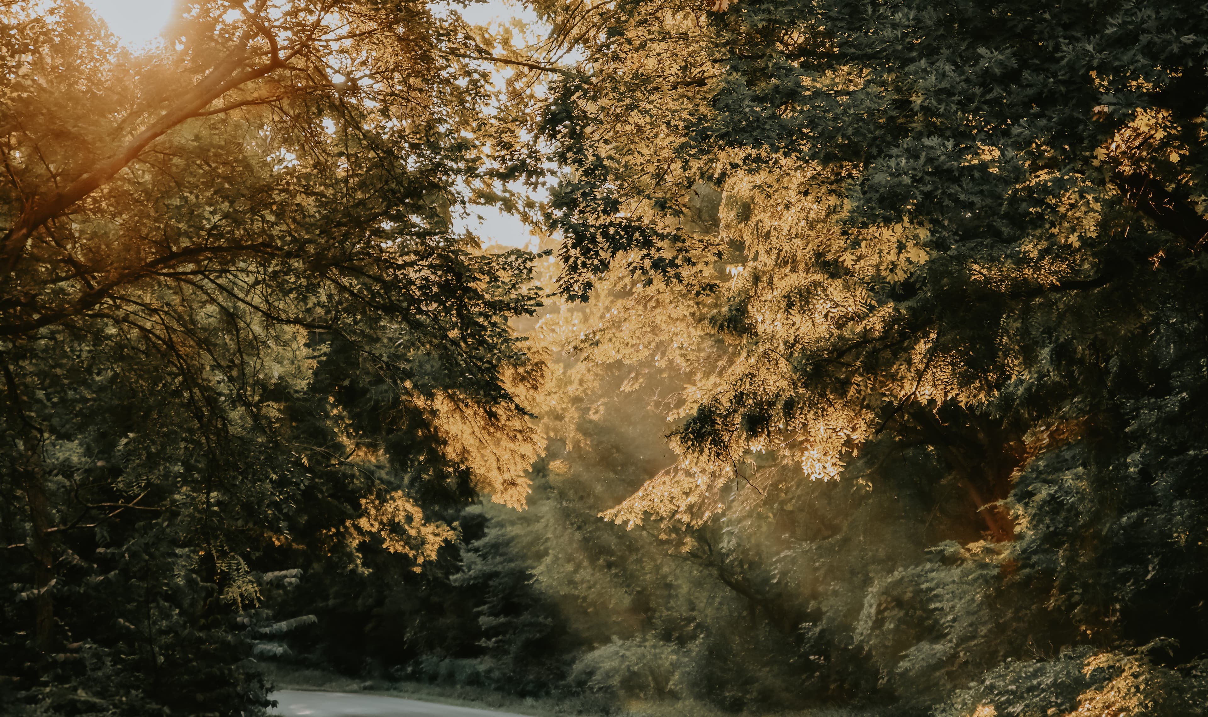 Allisa Rose Photography